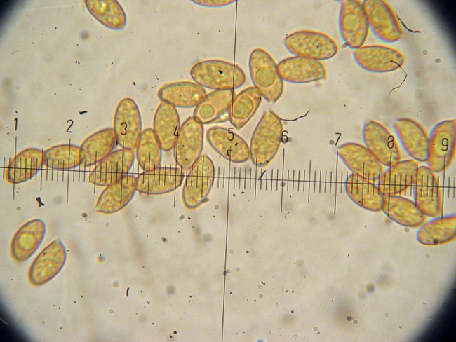 Cortinarius secc. Caerulescentes